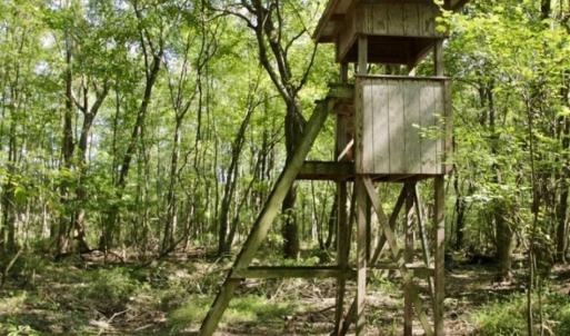 Photo of UNDER CONTRACT!!  31 Acre Timber and Farm Land for Sale in Bertie County NC!
