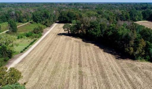 Photo of UNDER CONTRACT!!  31 Acre Timber and Farm Land for Sale in Bertie County NC!