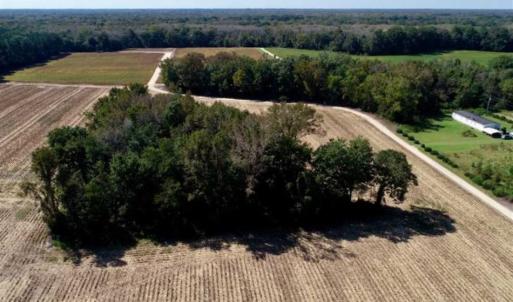 Photo of UNDER CONTRACT!!  31 Acre Timber and Farm Land for Sale in Bertie County NC!