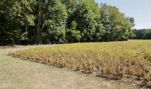 Photo of UNDER CONTRACT!!  31 Acre Timber and Farm Land for Sale in Bertie County NC!