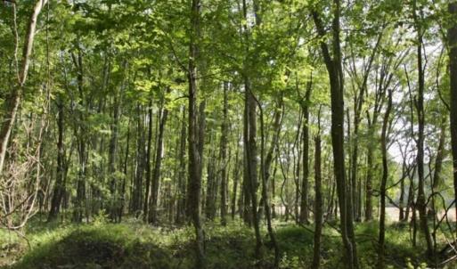 Photo of UNDER CONTRACT!!  31 Acre Timber and Farm Land for Sale in Bertie County NC!