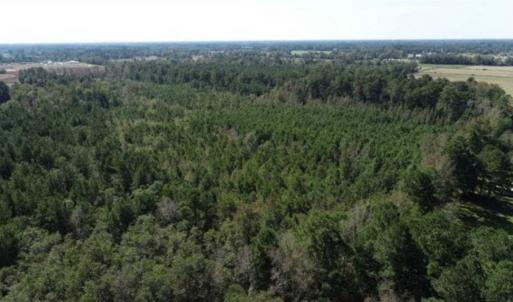 Photo of 20.23 Acres of Hunting and Residential Land For Sale in Robeson County NC!