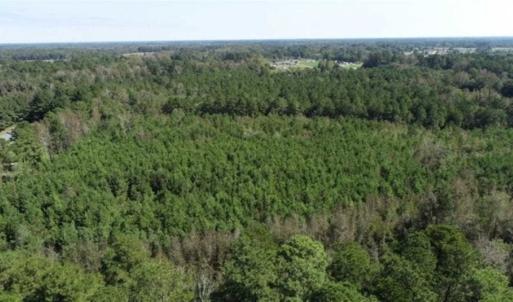 Photo of 20.23 Acres of Hunting and Residential Land For Sale in Robeson County NC!