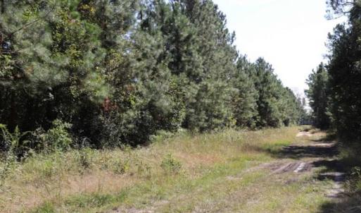 Photo of 20.23 Acres of Hunting and Residential Land For Sale in Robeson County NC!