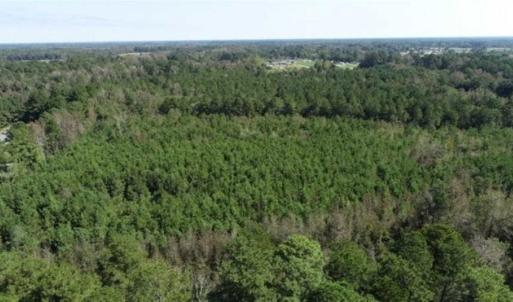 Photo of 20.23 Acres of Hunting and Residential Land For Sale in Robeson County NC!