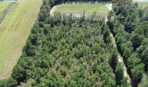 Photo of 20.23 Acres of Hunting and Residential Land For Sale in Robeson County NC!