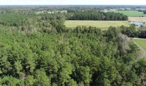 Photo of 20.23 Acres of Hunting and Residential Land For Sale in Robeson County NC!