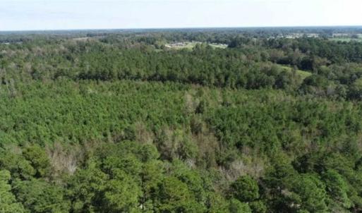 Photo of 20.23 Acres of Hunting and Residential Land For Sale in Robeson County NC!