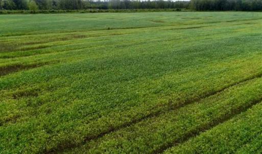 Photo of 80 Acres of Farm and Hunting Land for Sale in Gates County NC!