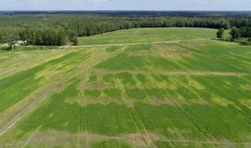 Photo of 80 Acres of Farm and Hunting Land for Sale in Gates County NC!