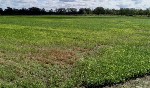 Photo of 80 Acres of Farm and Hunting Land for Sale in Gates County NC!