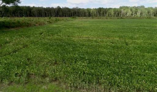 Photo of 80 Acres of Farm and Hunting Land for Sale in Gates County NC!