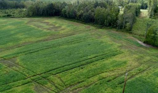 Photo of 80 Acres of Farm and Hunting Land for Sale in Gates County NC!