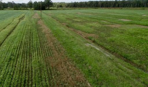 Photo of 80 Acres of Farm and Hunting Land for Sale in Gates County NC!