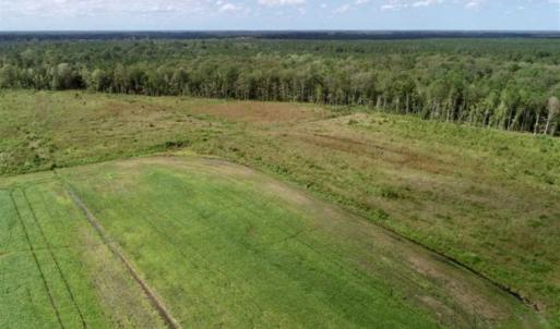 Photo of 80 Acres of Farm and Hunting Land for Sale in Gates County NC!