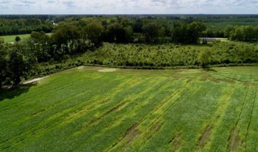 Photo of 80 Acres of Farm and Hunting Land for Sale in Gates County NC!