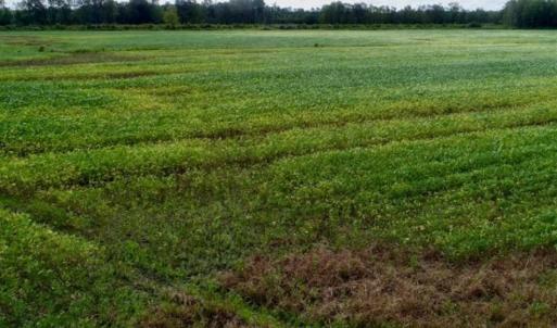 Photo of 80 Acres of Farm and Hunting Land for Sale in Gates County NC!