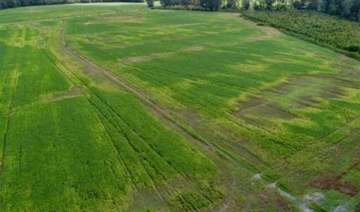 Photo of 80 Acres of Farm and Hunting Land for Sale in Gates County NC!