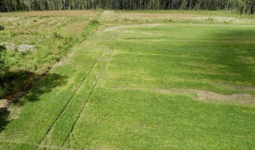 Photo of 80 Acres of Farm and Hunting Land for Sale in Gates County NC!