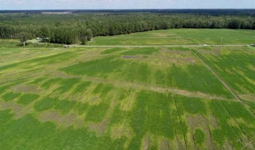 Photo of 80 Acres of Farm and Hunting Land for Sale in Gates County NC!