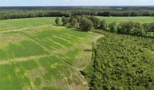 Photo of 80 Acres of Farm and Hunting Land for Sale in Gates County NC!
