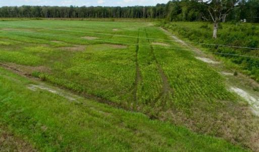 Photo of 80 Acres of Farm and Hunting Land for Sale in Gates County NC!