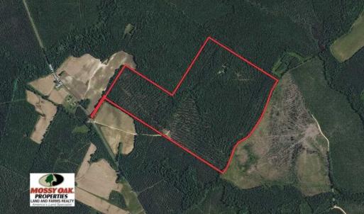 Photo of 144 Acres of Timber Land For Sale in Halifax County NC!