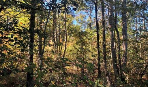 Photo of UNDER CONTRACT!!  46.79 Acres of Hunting Land for Sale in Brunswick County VA!