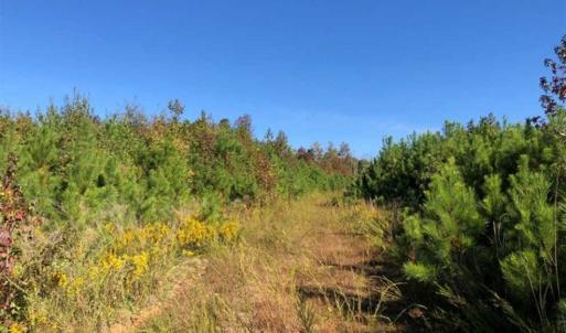 Photo of UNDER CONTRACT!!  46.79 Acres of Hunting Land for Sale in Brunswick County VA!