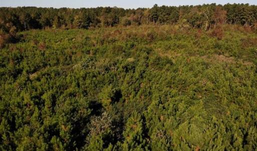 Photo of UNDER CONTRACT!!  46.79 Acres of Hunting Land for Sale in Brunswick County VA!