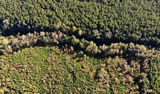 Photo of UNDER CONTRACT!!  46.79 Acres of Hunting Land for Sale in Brunswick County VA!