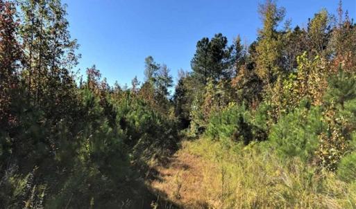 Photo of UNDER CONTRACT!!  46.79 Acres of Hunting Land for Sale in Brunswick County VA!