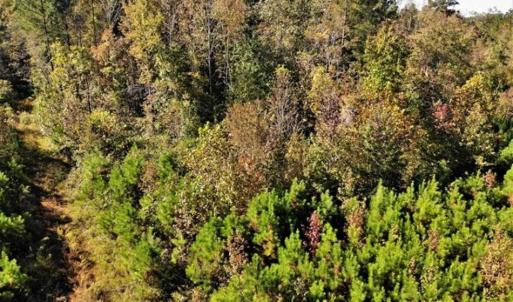 Photo of UNDER CONTRACT!!  46.79 Acres of Hunting Land for Sale in Brunswick County VA!
