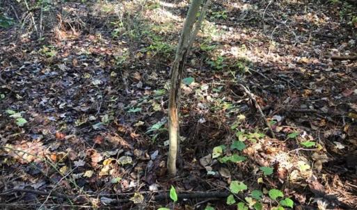 Photo of UNDER CONTRACT!!  46.79 Acres of Hunting Land for Sale in Brunswick County VA!