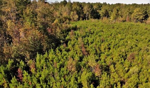 Photo of UNDER CONTRACT!!  46.79 Acres of Hunting Land for Sale in Brunswick County VA!
