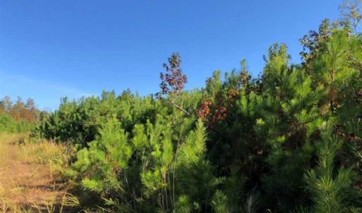 Photo of UNDER CONTRACT!!  46.79 Acres of Hunting Land for Sale in Brunswick County VA!