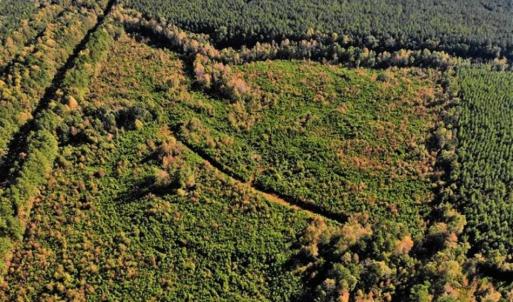 Photo of UNDER CONTRACT!!  46.79 Acres of Hunting Land for Sale in Brunswick County VA!
