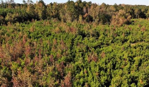 Photo of UNDER CONTRACT!!  46.79 Acres of Hunting Land for Sale in Brunswick County VA!