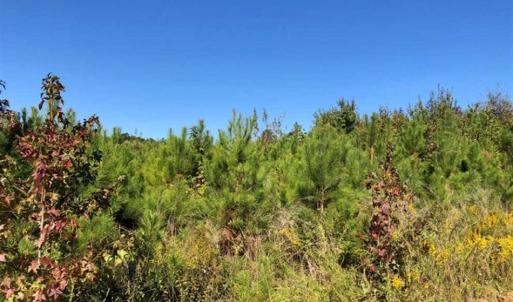 Photo of UNDER CONTRACT!!  46.79 Acres of Hunting Land for Sale in Brunswick County VA!