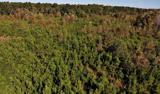 Photo of UNDER CONTRACT!!  46.79 Acres of Hunting Land for Sale in Brunswick County VA!