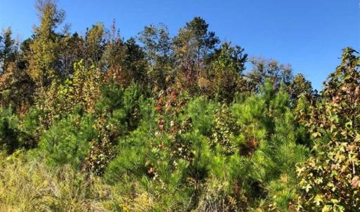 Photo of UNDER CONTRACT!!  46.79 Acres of Hunting Land for Sale in Brunswick County VA!