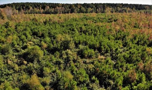 Photo of UNDER CONTRACT!!  46.79 Acres of Hunting Land for Sale in Brunswick County VA!