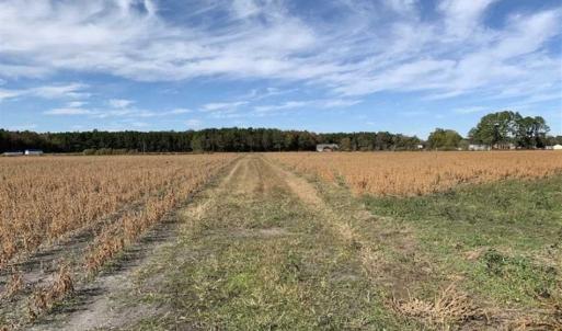 Photo of 73.35 Acres of Farm and Timber Land For Sale in Craven County NC!