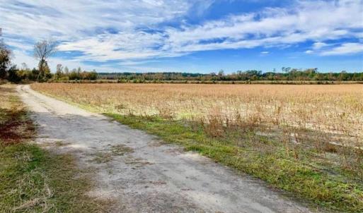 Photo of 73.35 Acres of Farm and Timber Land For Sale in Craven County NC!