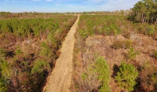 Photo of 162.49 Acres of Timber and Hunting Land For Sale in Craven County NC!