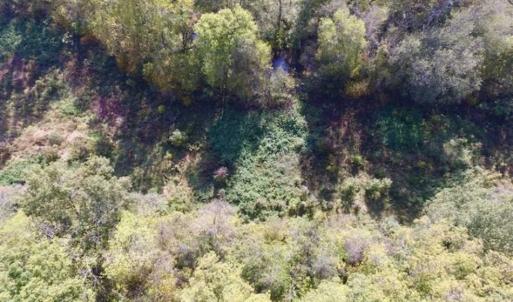 Photo of 30.79 Acres of Recreational Land For Sale in Lunenburg County VA!