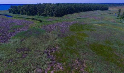 Photo of SOLD!!  547 Acres of Waterfront Hunting Land For Sale in Beaufort County NC!