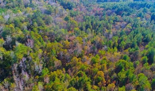 Photo of SOLD!!  10.6 Acres of Wooded Residential Land For Sale in Harnett County NC!