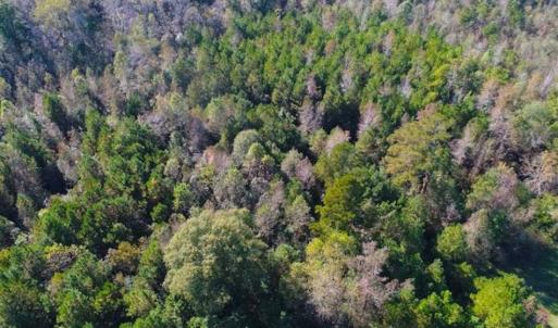 Photo of SOLD!!  10.6 Acres of Wooded Residential Land For Sale in Harnett County NC!