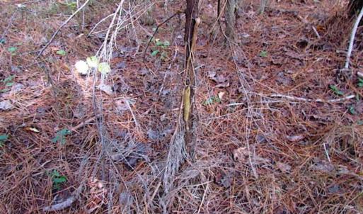 Photo of SOLD!!  138 Acres of Hunting Land For Sale in Southampton County VA!